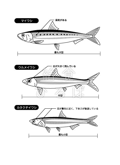 いわし　三種