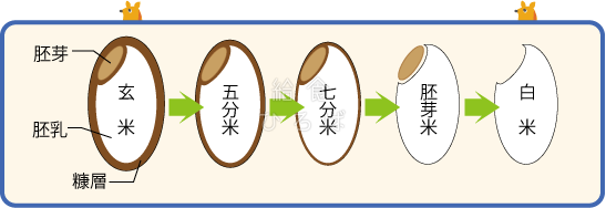 白米ができるまで＊カラー